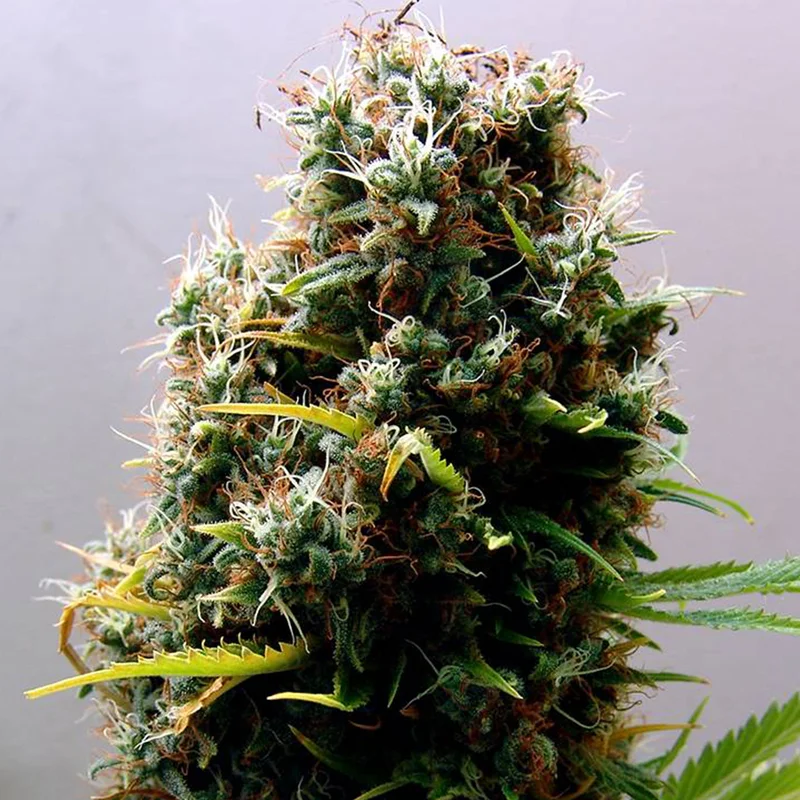 saltonverde2793223