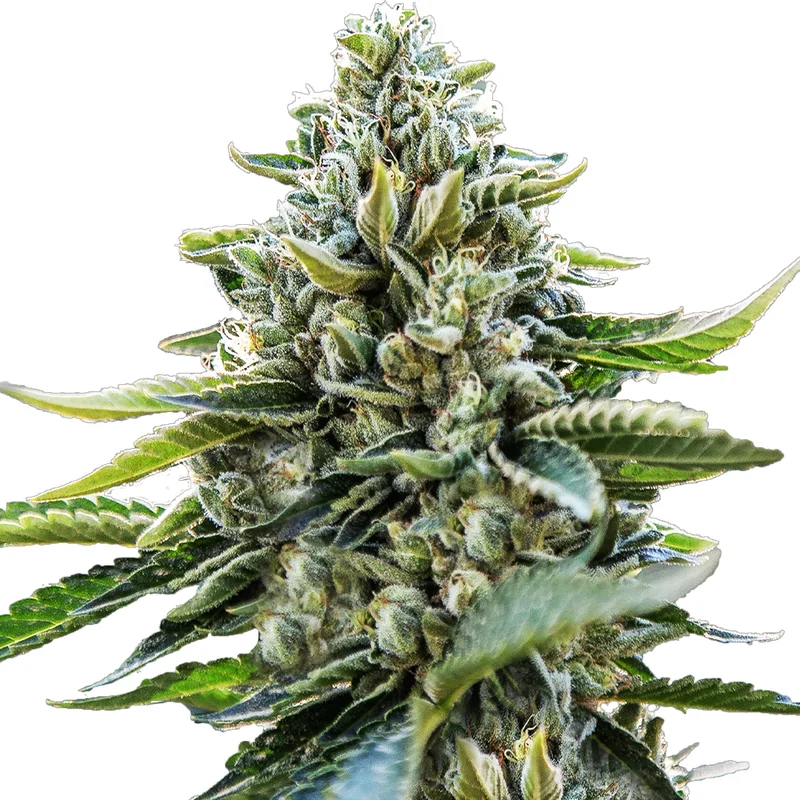 saltonverde2795297
