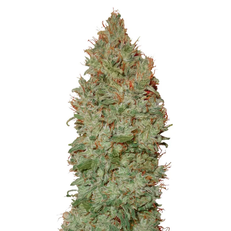 saltonverde2795404