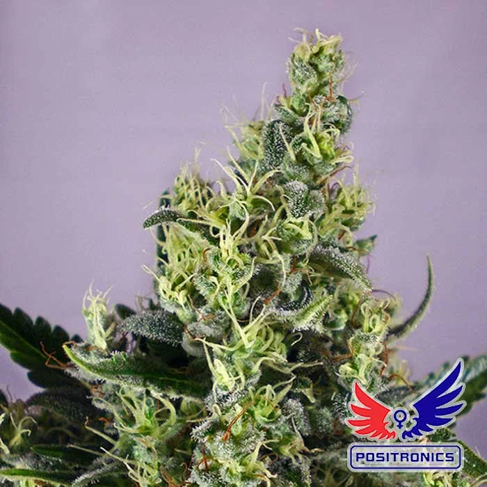 saltonverde2798257
