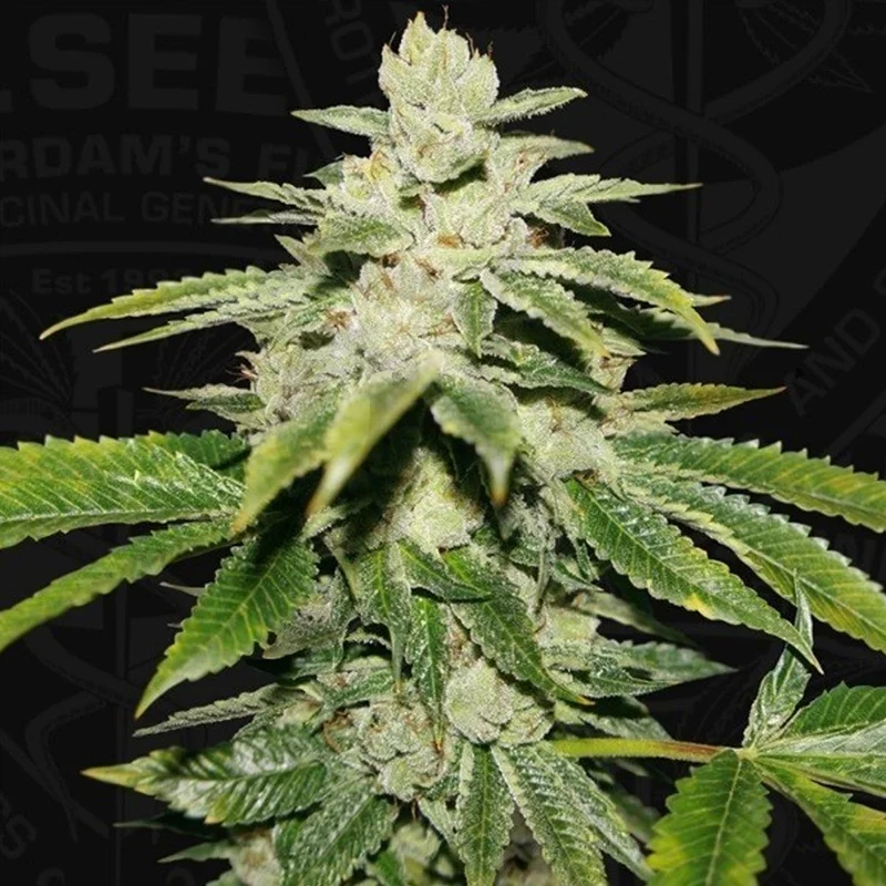 saltonverde2799225