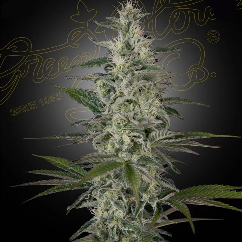 saltonverde2799901