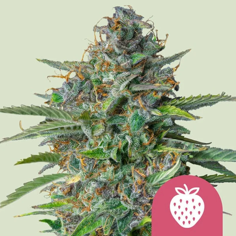 saltonverde2800234