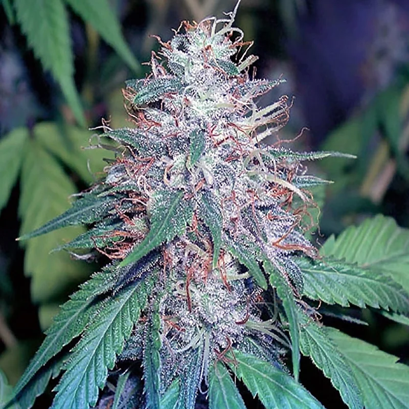saltonverde2801009