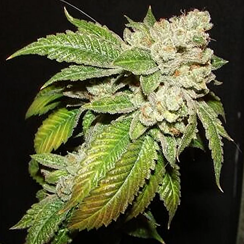 saltonverde2801124