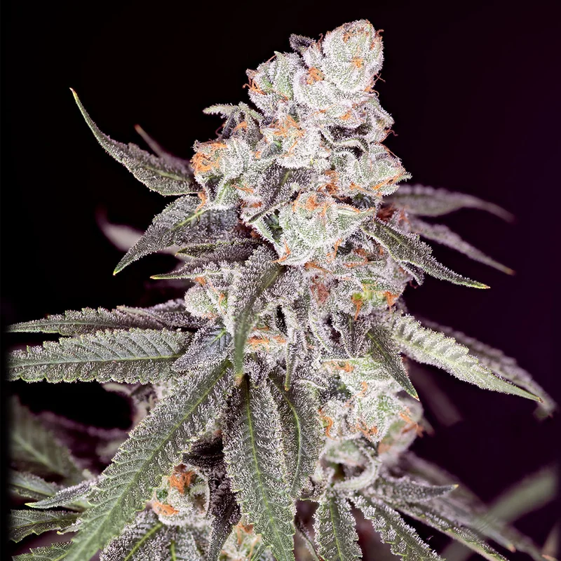 saltonverde2803517