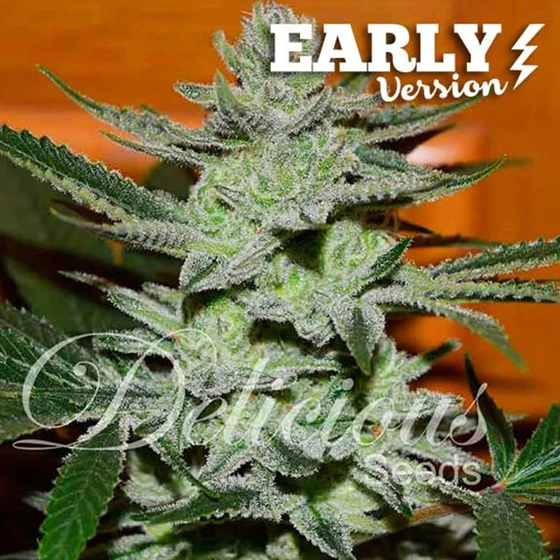 saltonverde2803565