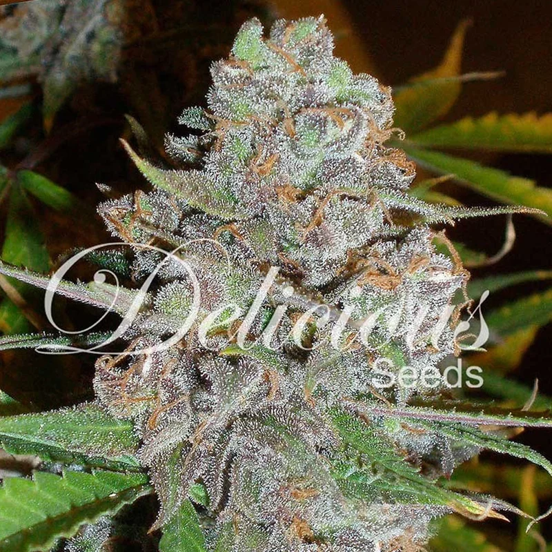 saltonverde2803716