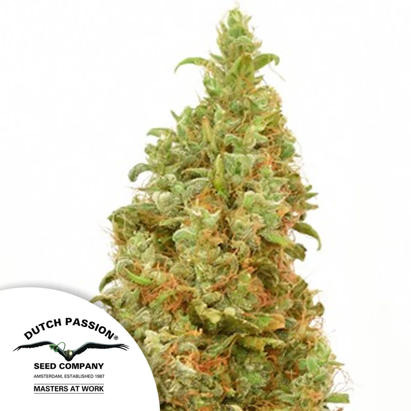 saltonverde2804356