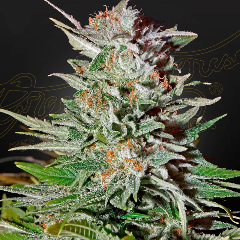saltonverde2804379