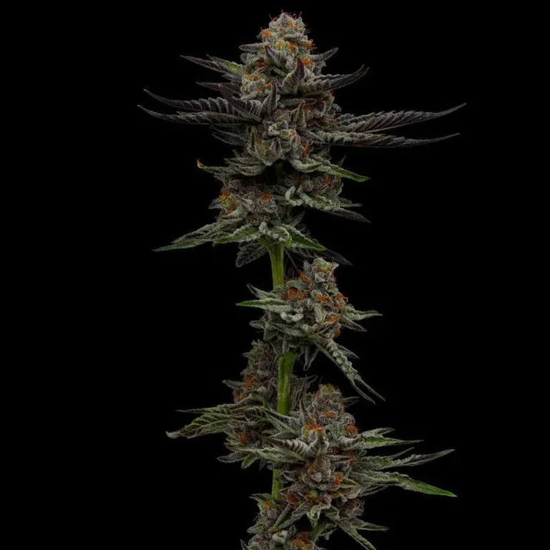 saltonverde2804867