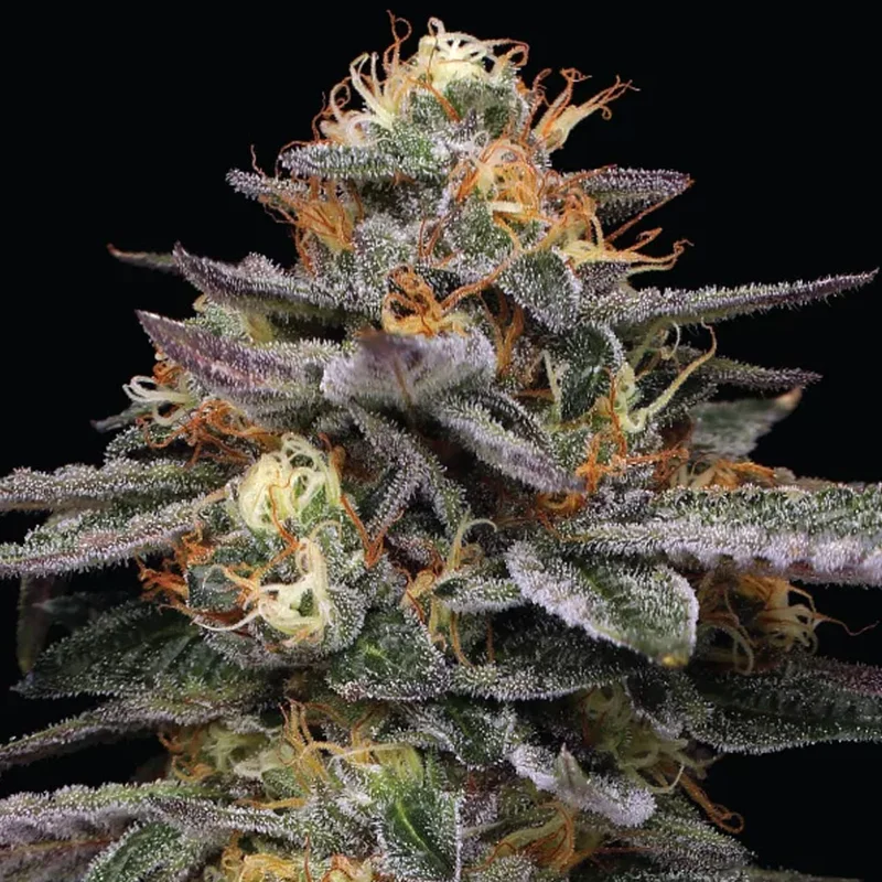 saltonverde2804884