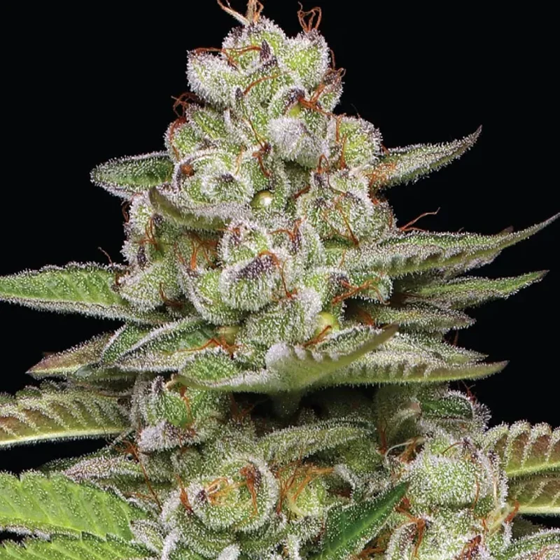 saltonverde2804906