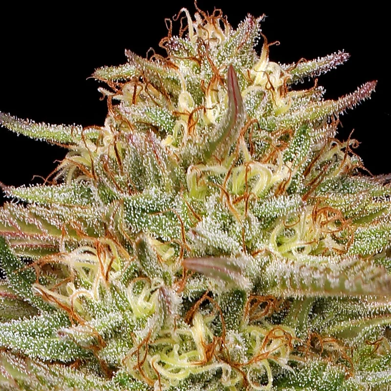 saltonverde2804990