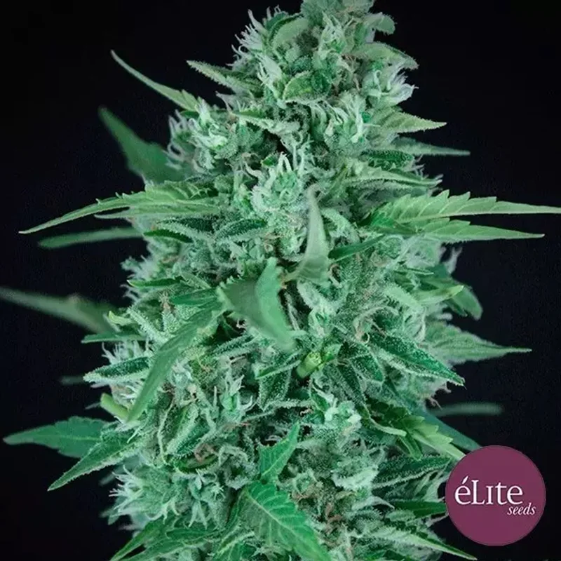 saltonverde2805738