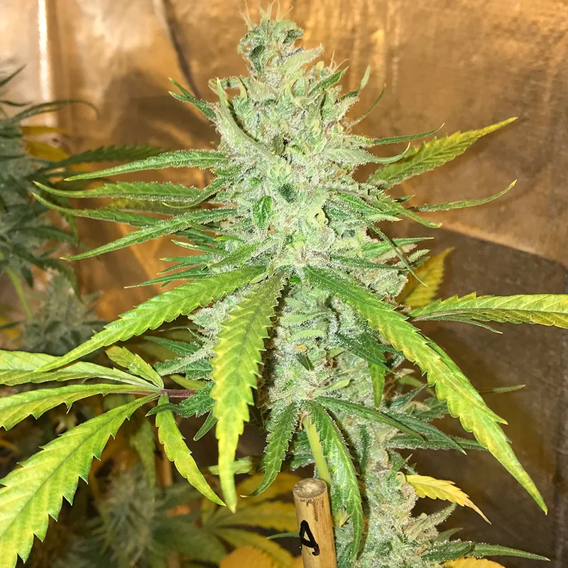 saltonverde2807398