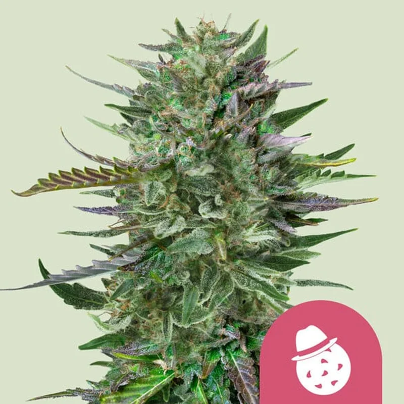 saltonverde2807428