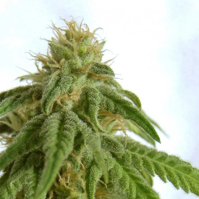 saltonverde2807581