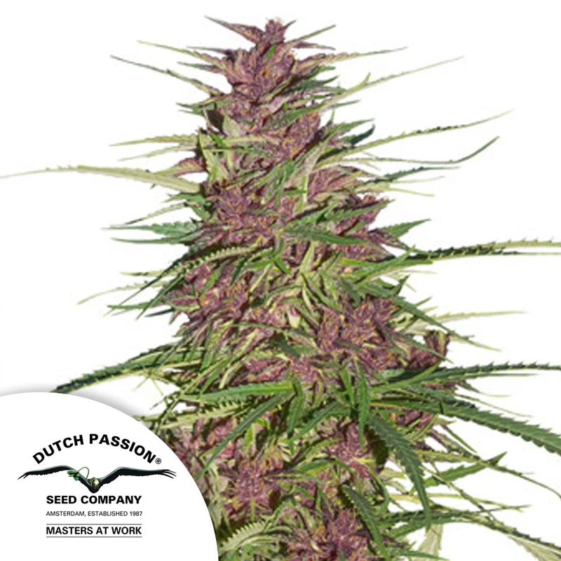 saltonverde2807598