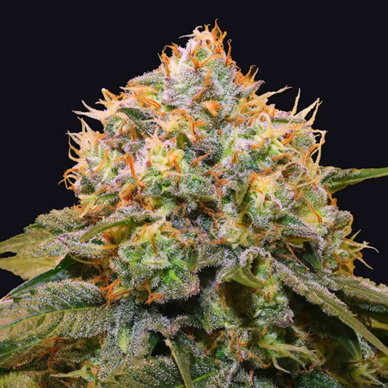 saltonverde2808049