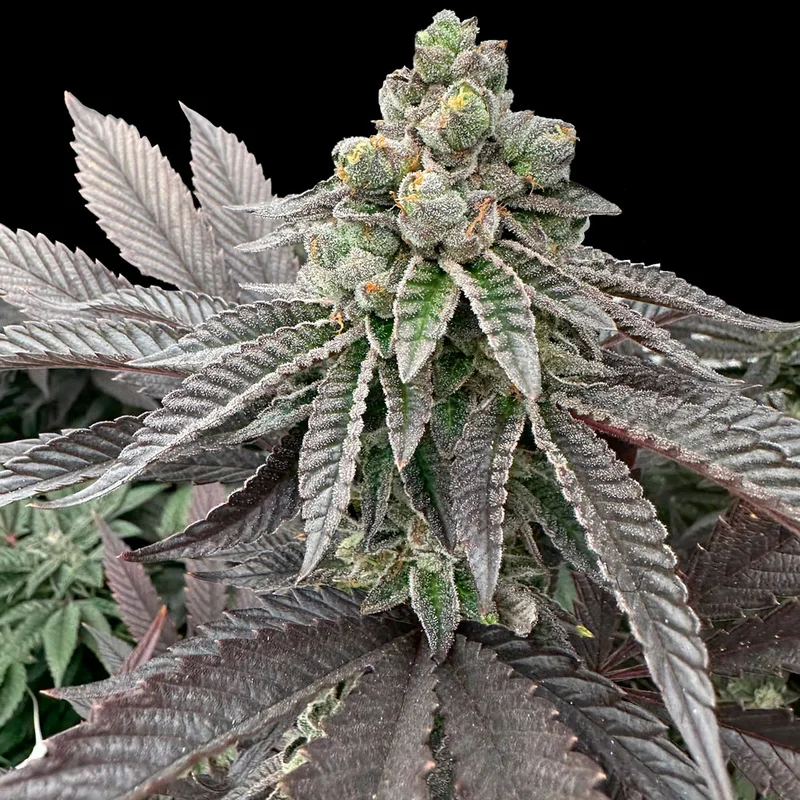 saltonverde2808099