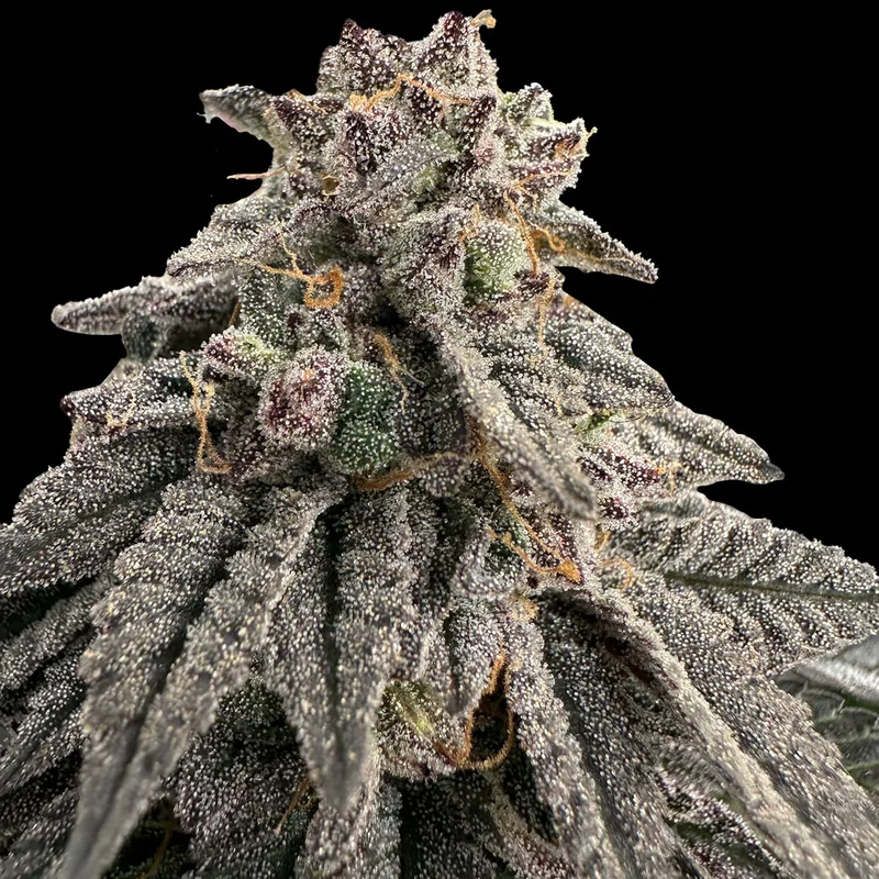 saltonverde2808121
