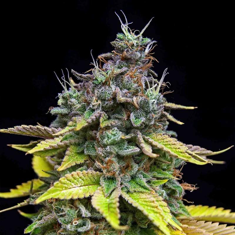 saltonverde2808294