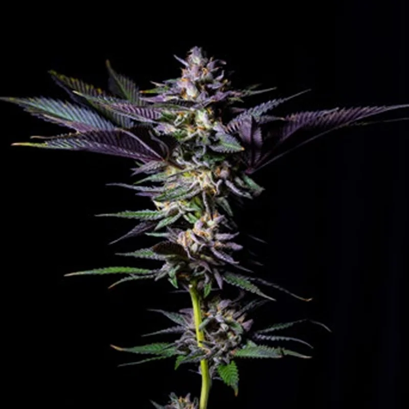 saltonverde2808343