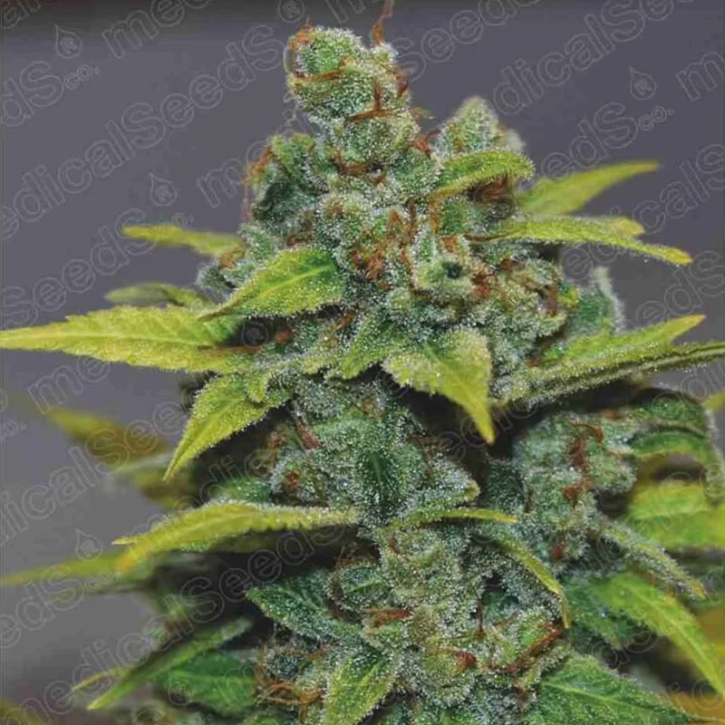 saltonverde2810811