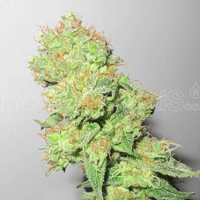 saltonverde2812443