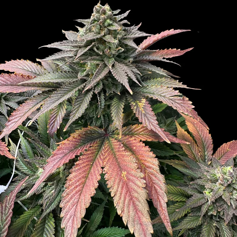 saltonverde2812575
