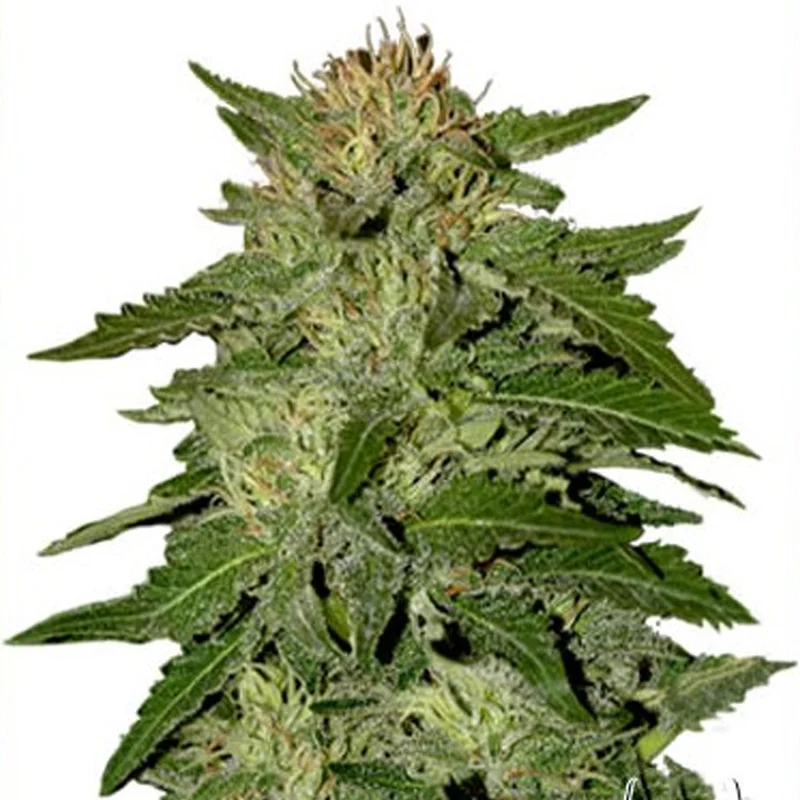 saltonverde2813157
