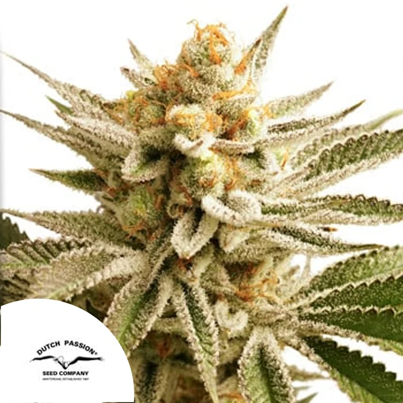 saltonverde2813681