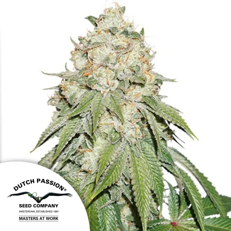 saltonverde2814045