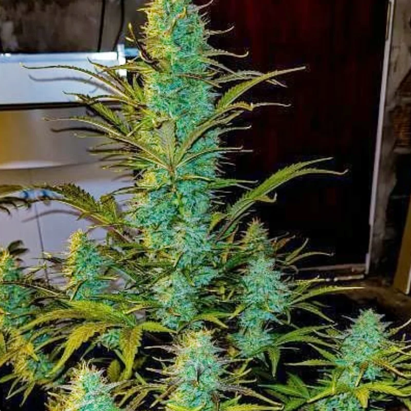 saltonverde2814072