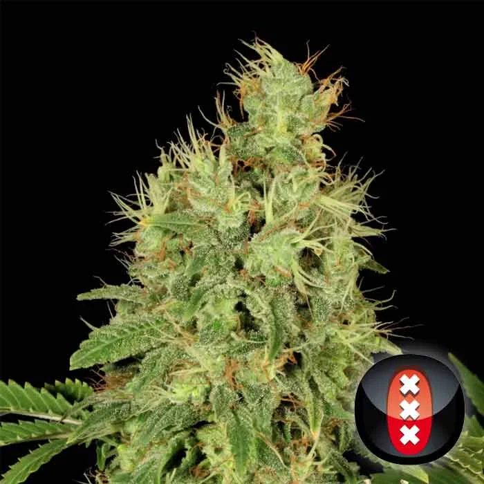saltonverde2820237