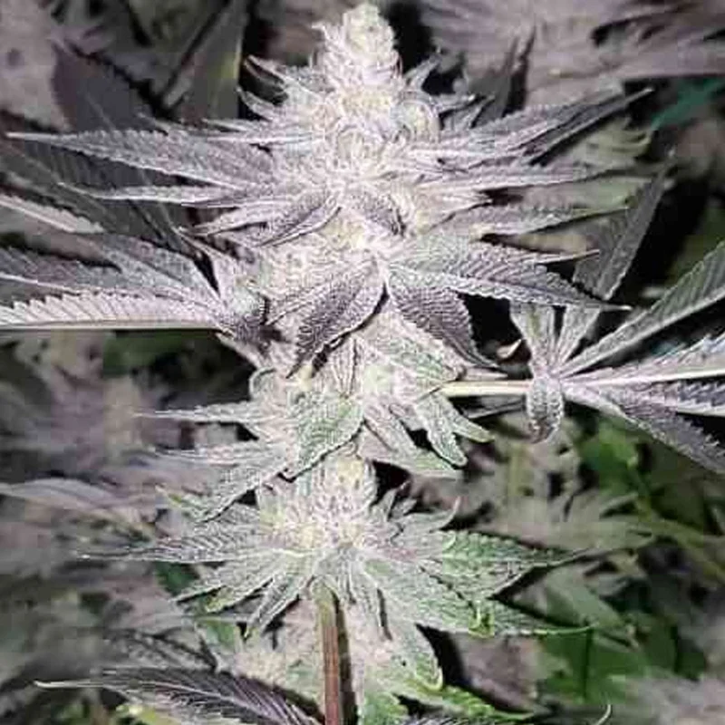 saltonverde2823598