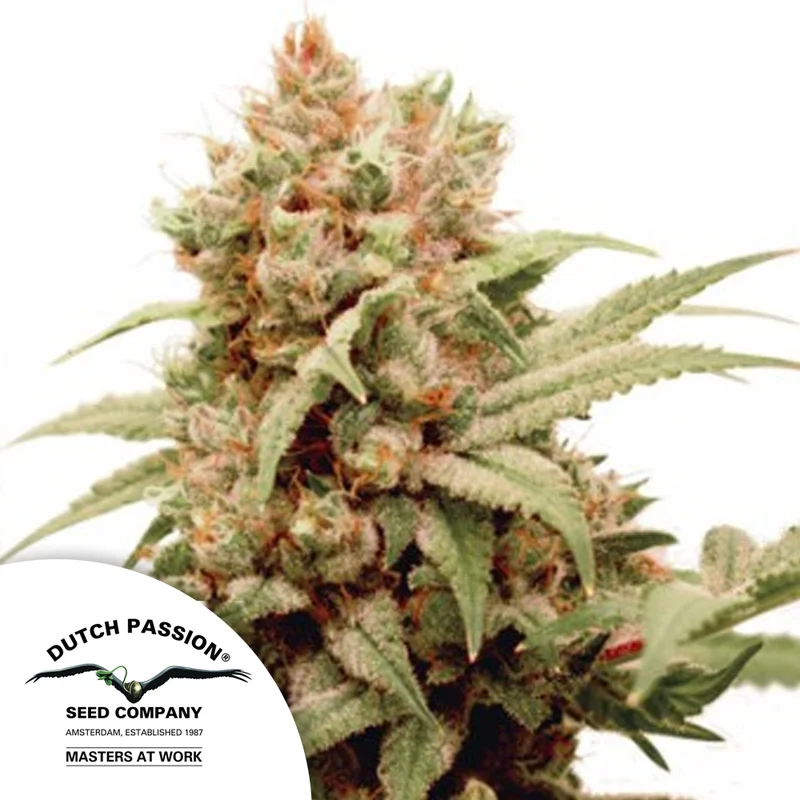 saltonverde2827315