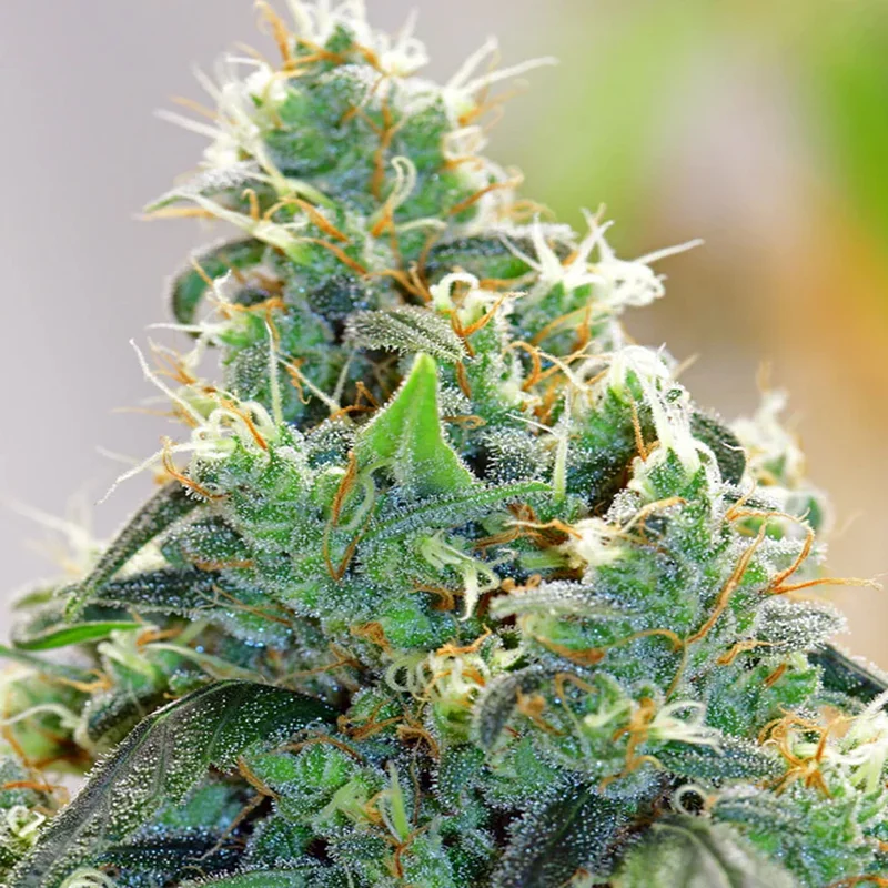 saltonverde2828014