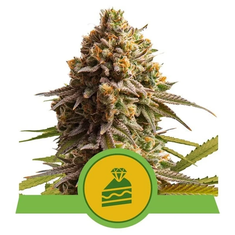saltonverde2829464