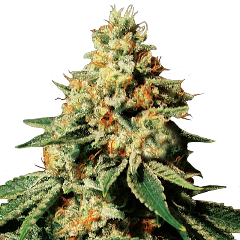 saltonverde2830717