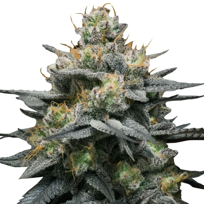 saltonverde2830780