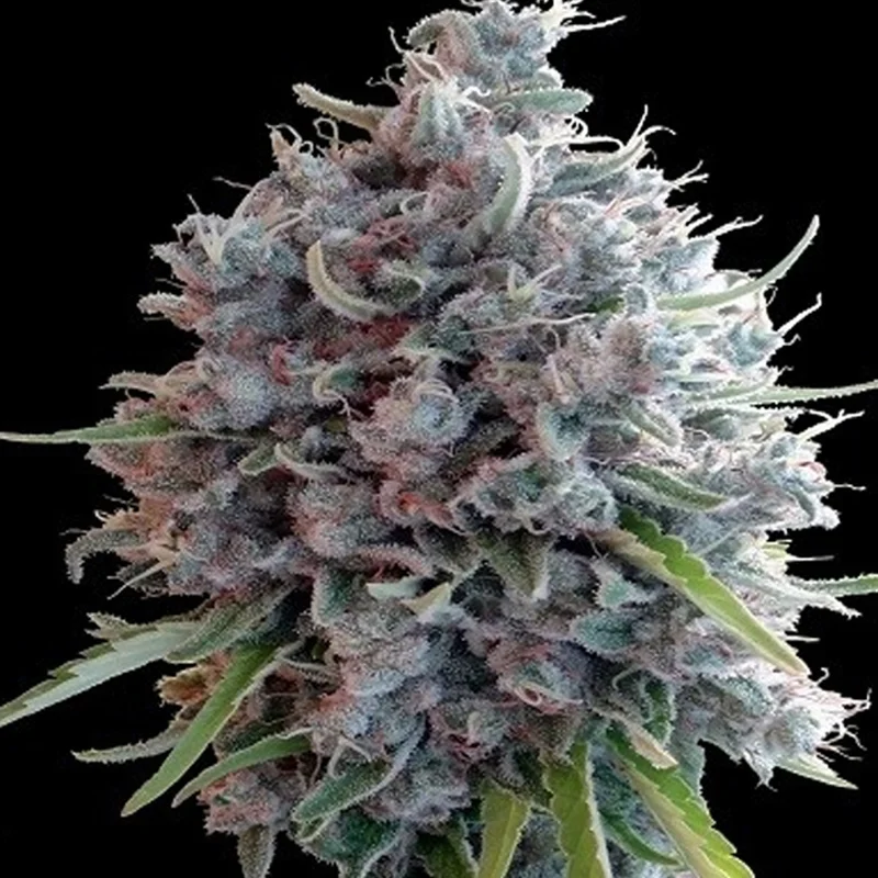 saltonverde2831045