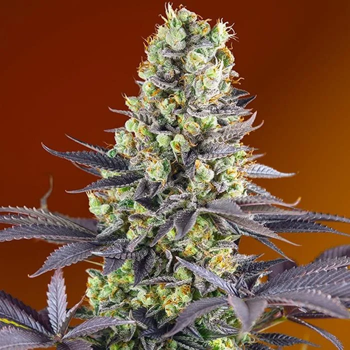 saltonverde2833537