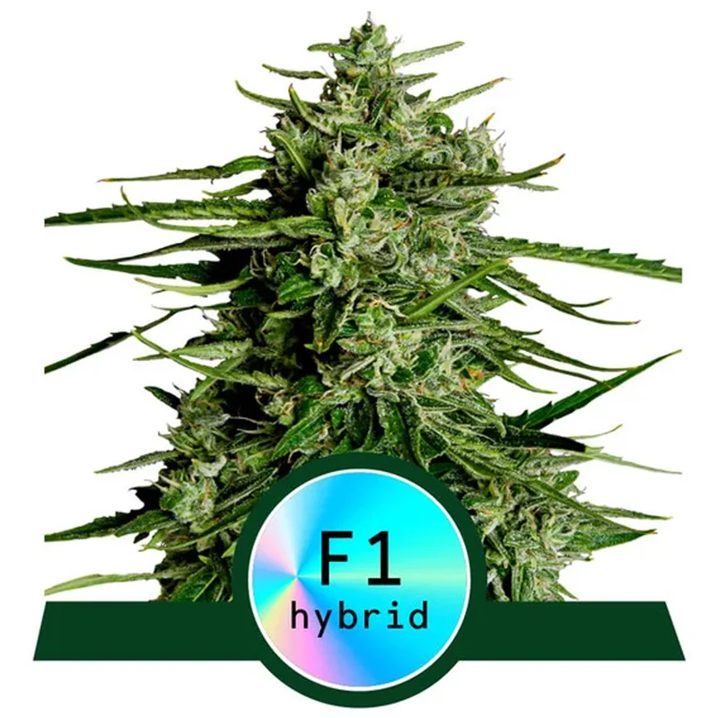 saltonverde2836084