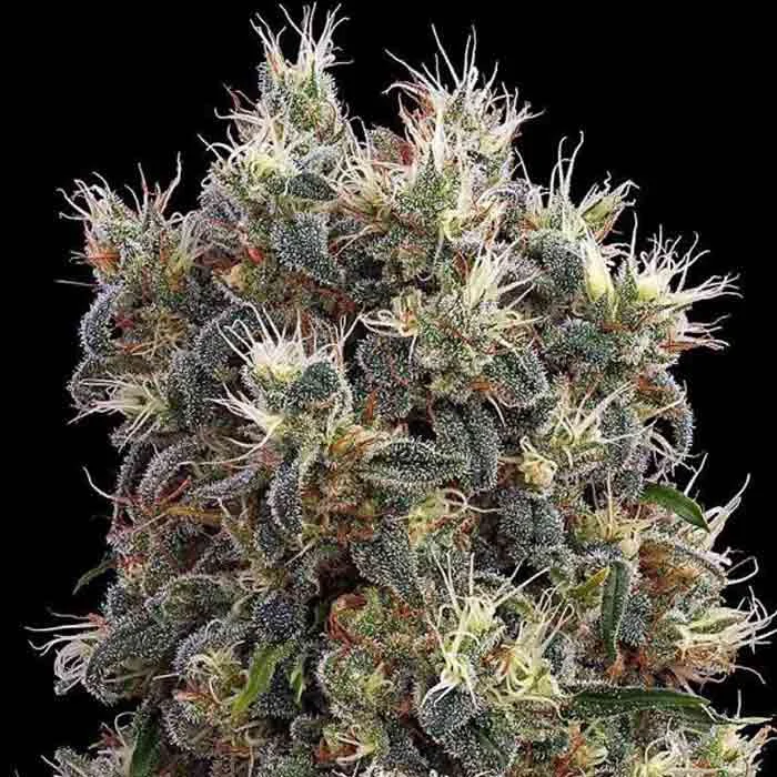 saltonverde2837684