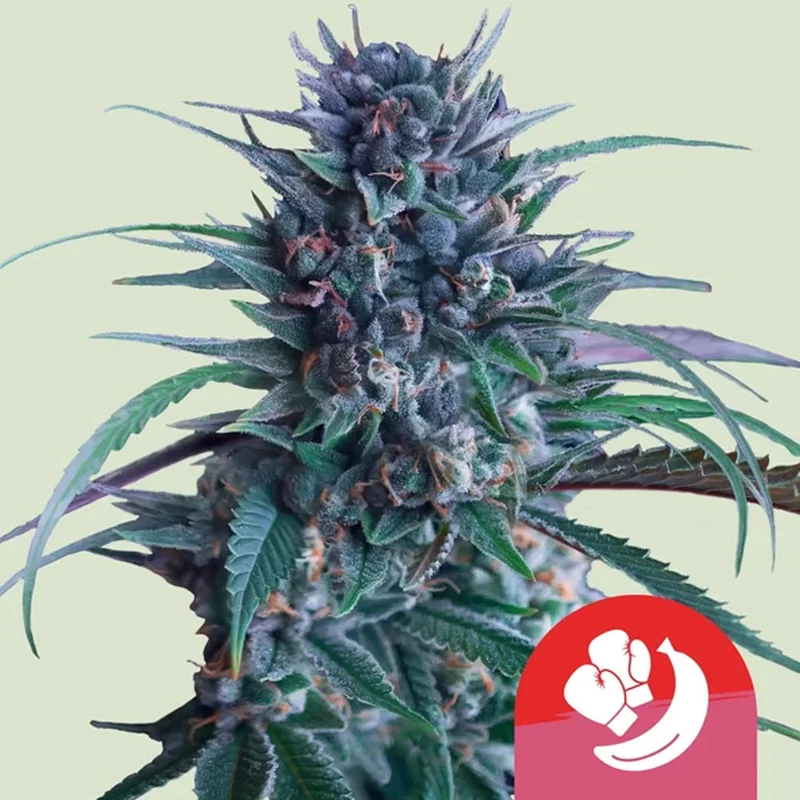 saltonverde2840061