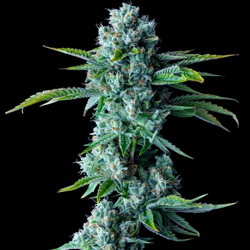 saltonverde2840561