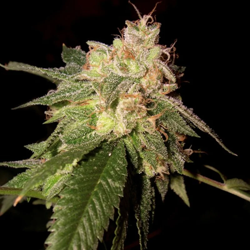 saltonverde2840639