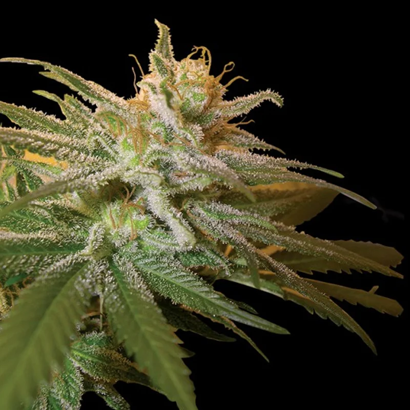 saltonverde2840666